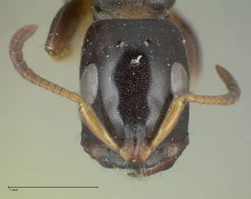 Tetraponera difficilis - FOCOL1181