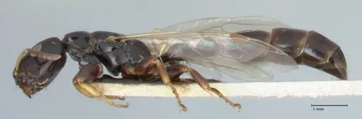 Tetraponera difficilis - FOCOL1181