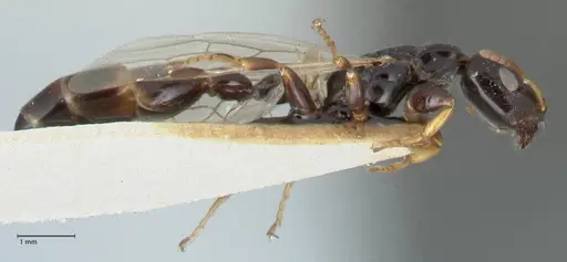 Tetraponera difficilis - FOCOL1181