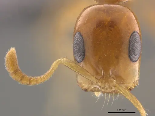 Tetraponera dispar specimen