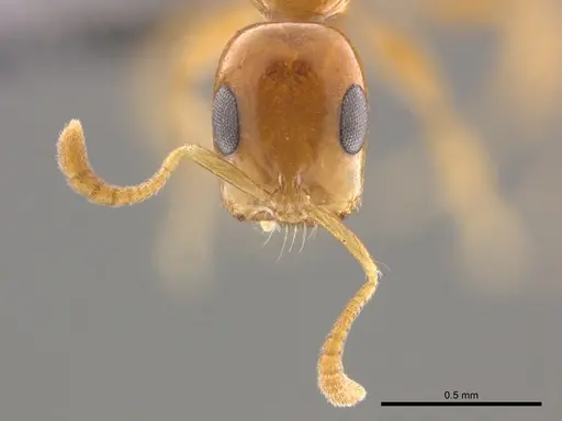 Tetraponera dispar specimen