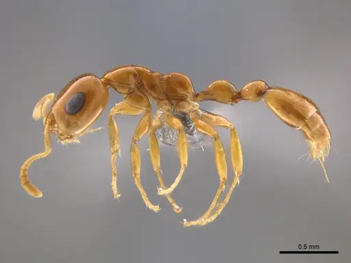 Tetraponera dispar - CASENT0888518