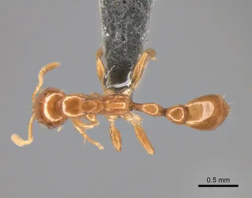 Tetraponera dispar - CASENT0888519