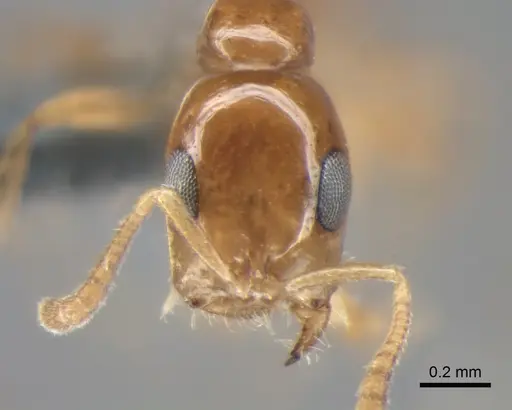 Tetraponera dispar - CASENT0888519