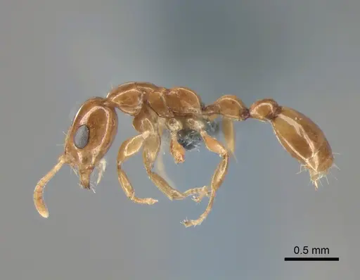 Tetraponera dispar - CASENT0888519