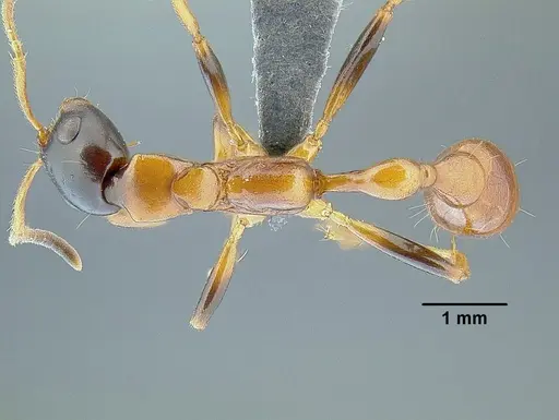 Tetraponera elegans specimen