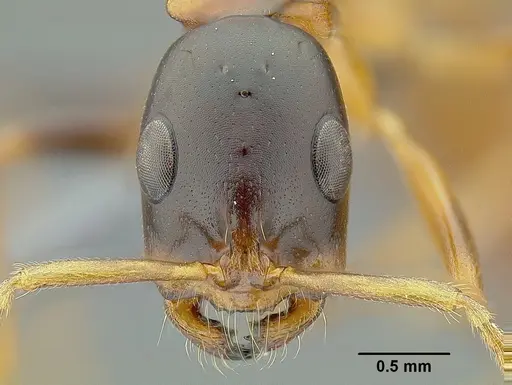 Tetraponera elegans specimen