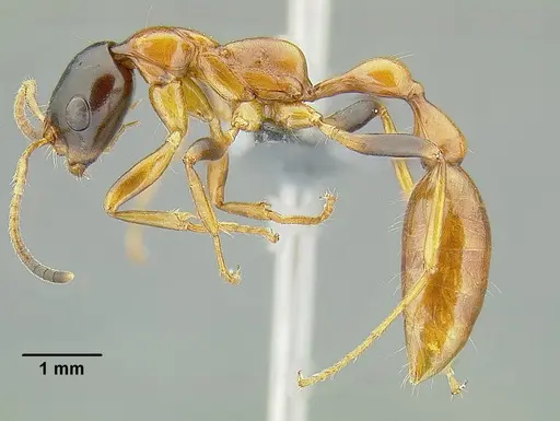 Tetraponera elegans specimen