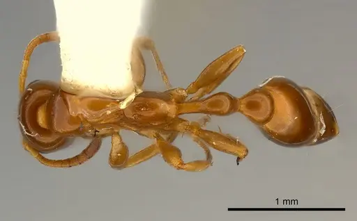 Tetraponera emeryi specimen