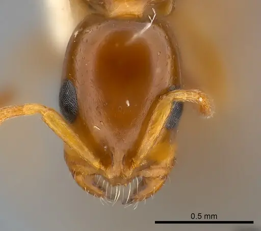 Tetraponera emeryi specimen