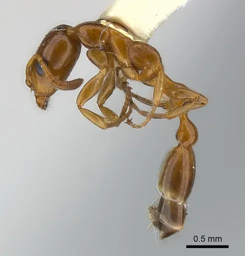 Tetraponera emeryi specimen