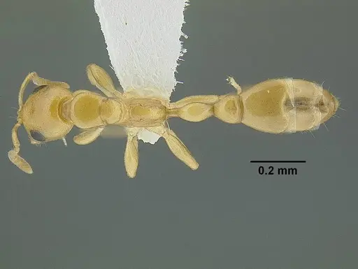 Tetraponera emeryi - CASENT0220743