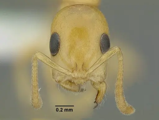 Tetraponera emeryi - CASENT0220743