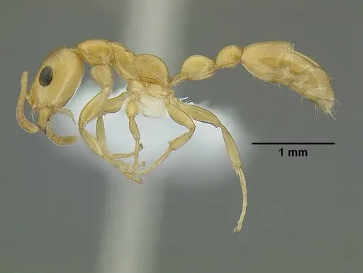 Tetraponera emeryi - CASENT0220743