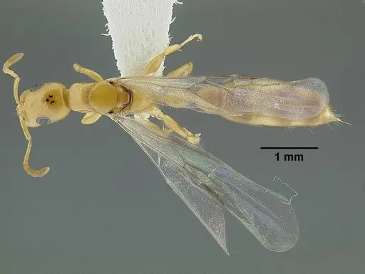 Tetraponera emeryi - CASENT0794349