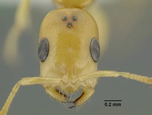 Tetraponera emeryi - CASENT0794349