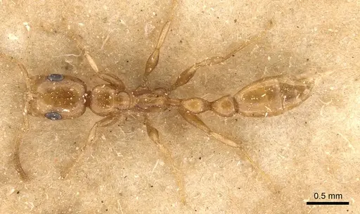 Tetraponera emeryi - CASENT0907471