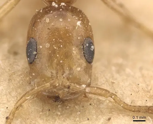 Tetraponera emeryi - CASENT0907471