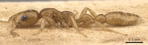 Tetraponera emeryi - CASENT0907471