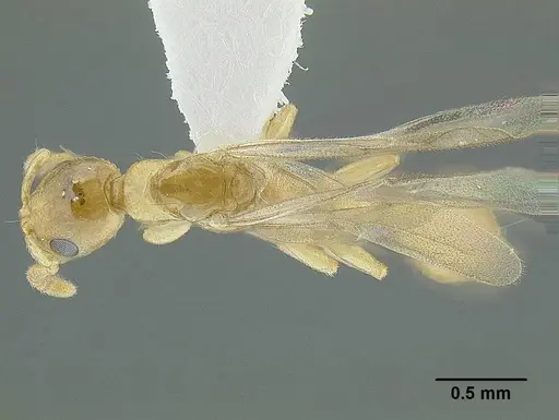 Tetraponera exactor specimen