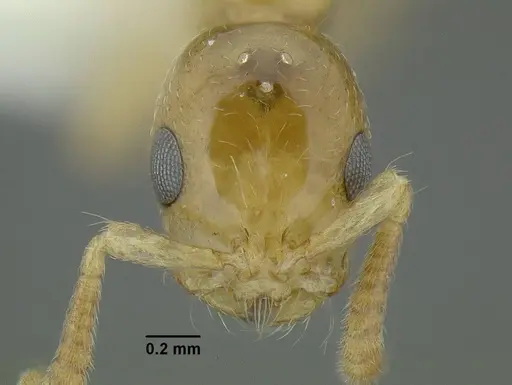 Tetraponera exactor specimen