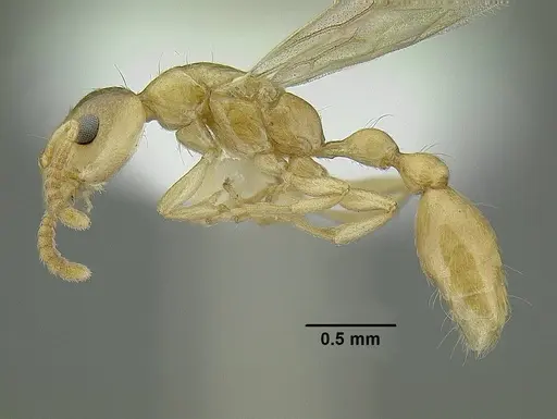Tetraponera exactor specimen