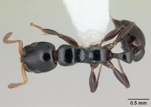 Tetraponera exasciata specimen