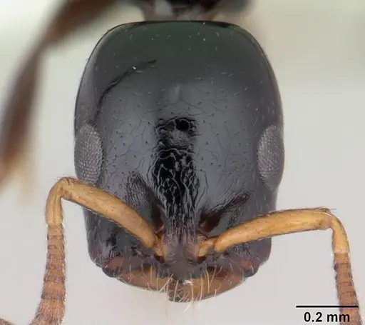 Tetraponera exasciata specimen