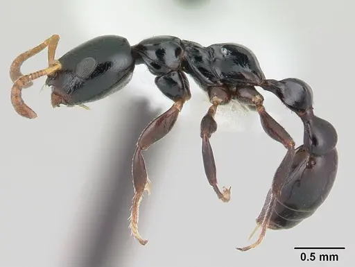 Tetraponera exasciata specimen