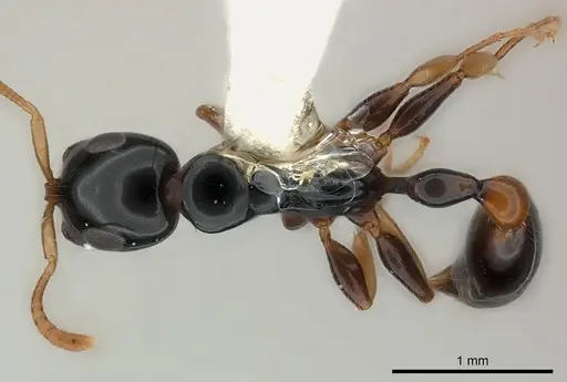 Tetraponera extenuata specimen