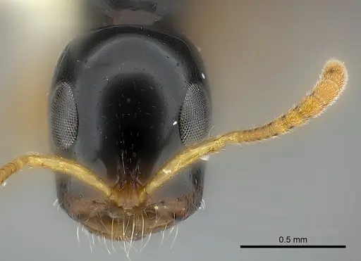 Tetraponera extenuata specimen