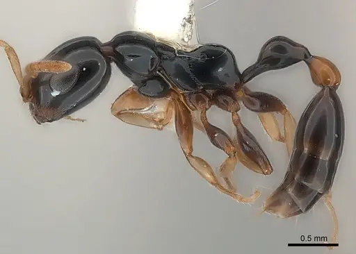 Tetraponera extenuata specimen