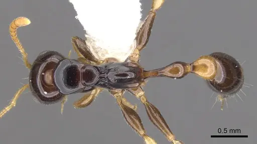 Tetraponera extenuata - CASENT0902824