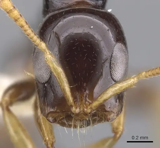 Tetraponera extenuata - CASENT0902824