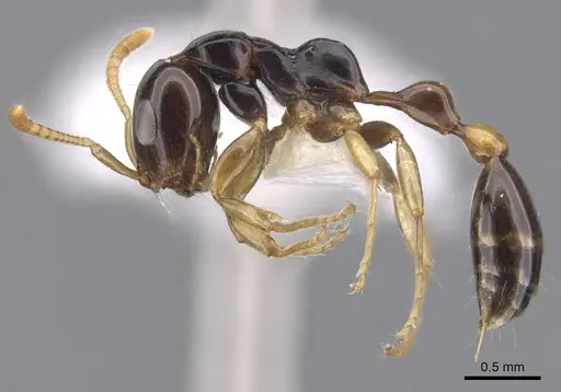 Tetraponera extenuata - CASENT0902824