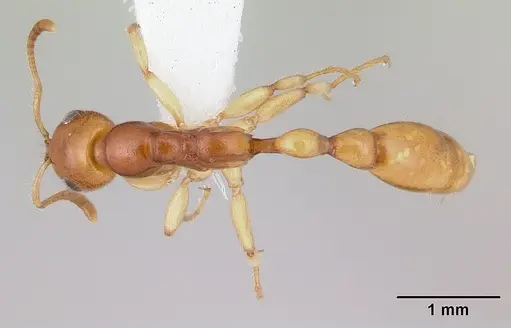 Tetraponera fictrix specimen