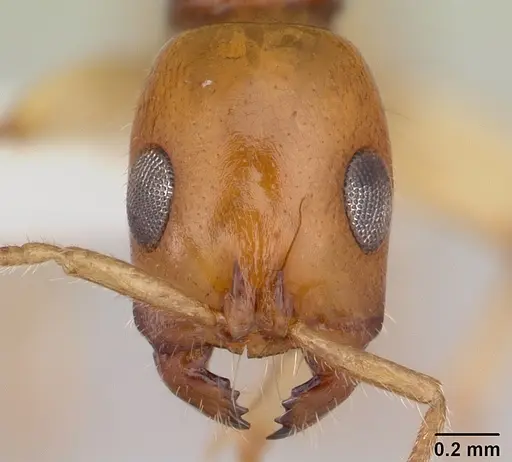 Tetraponera fictrix specimen