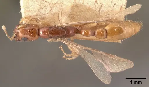 Tetraponera fictrix - CASENT0101702