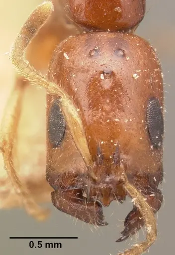 Tetraponera fictrix - CASENT0101702