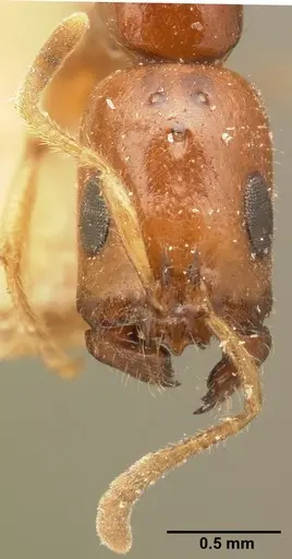 Tetraponera fictrix - CASENT0101702