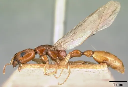 Tetraponera fictrix - CASENT0101702