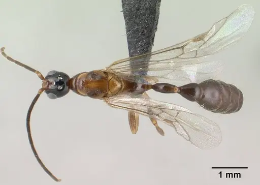 Tetraponera fictrix - CASENT0138531