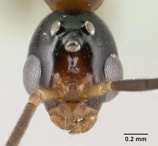 Tetraponera fictrix - CASENT0138531