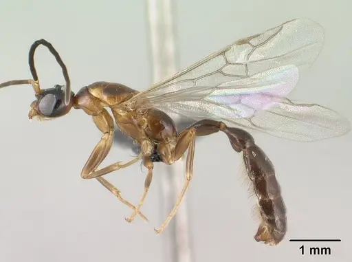 Tetraponera fictrix - CASENT0138531