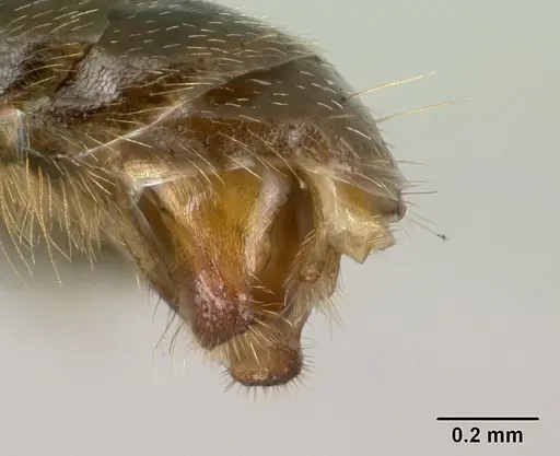 Tetraponera fictrix - CASENT0138531