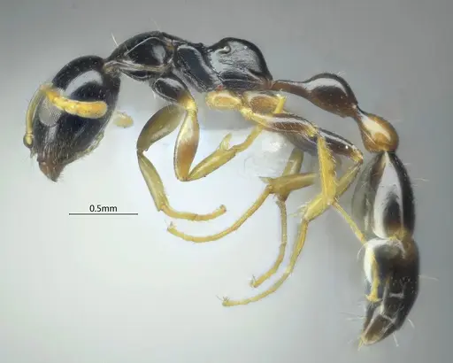 Tetraponera furcata specimen