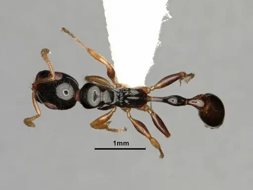 Tetraponera furcata - CASENT0884025
