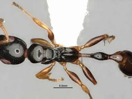 Tetraponera furcata - CASENT0884025