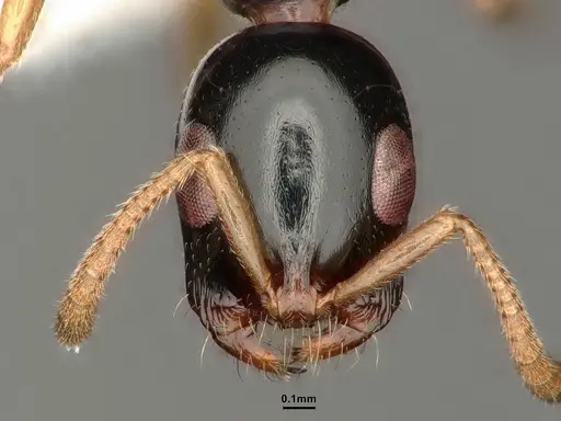 Tetraponera furcata - CASENT0884025
