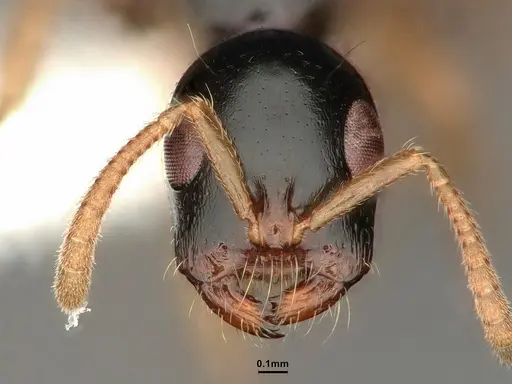 Tetraponera furcata - CASENT0884025